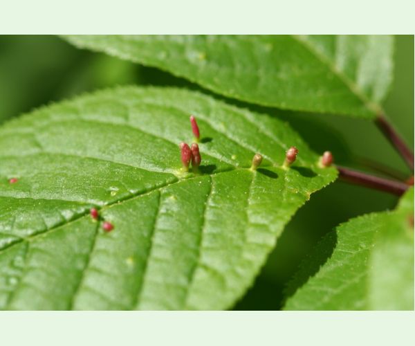 Roztoč Eriophyes padi