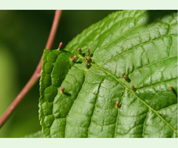 Roztoč Eriophyes padi