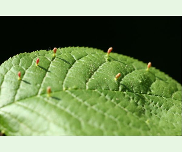 Roztoč Eriophyes padi