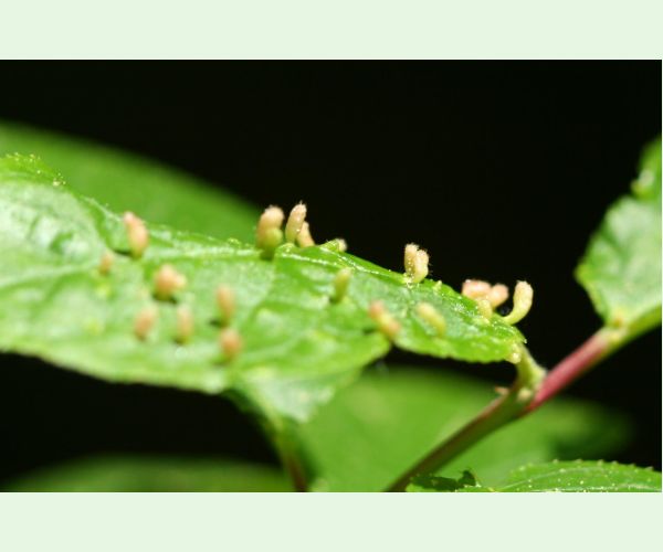 Roztoč Eriophyes padi