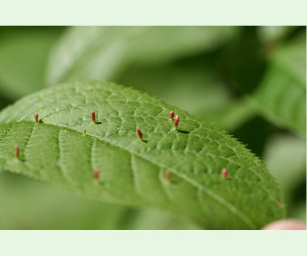 Roztoč Eriophyes padi