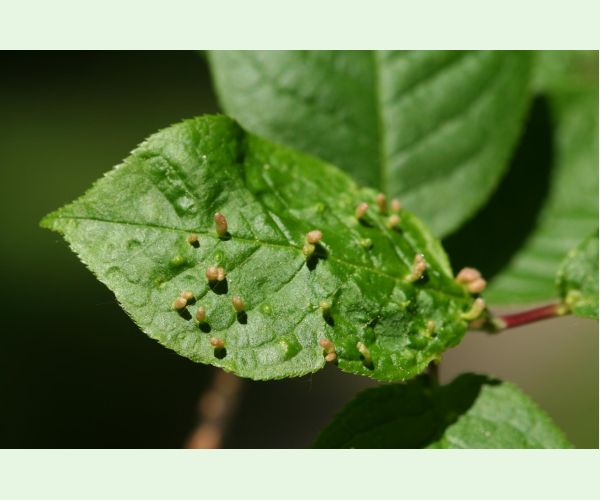 Roztoč Eriophyes padi