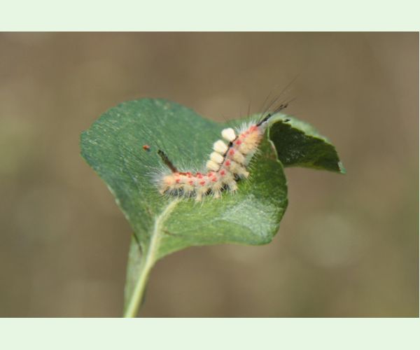 Štetinavec trnkový