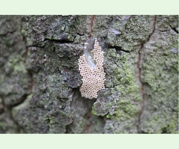 Štetinavec trnkový