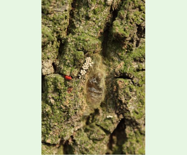 Štetinavec trnkový