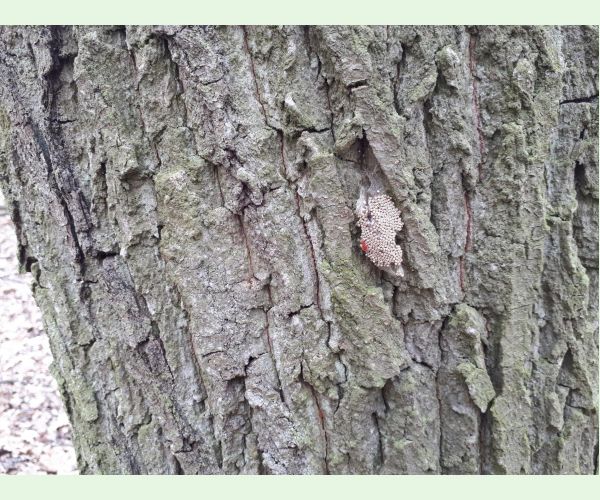 Štetinavec trnkový