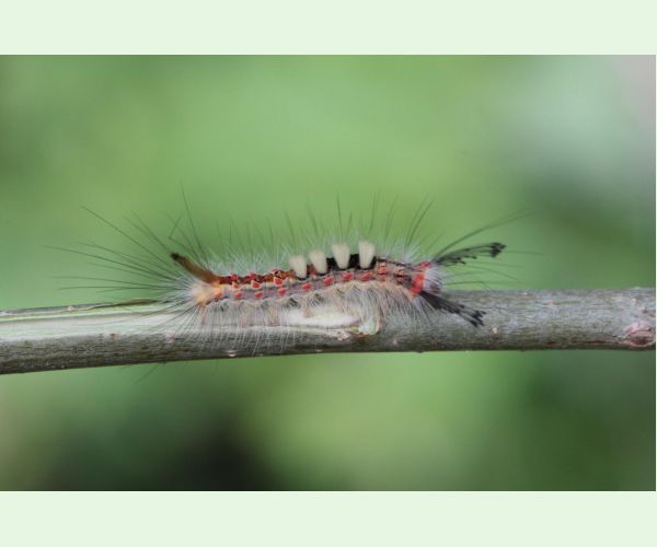 Štetinavec trnkový