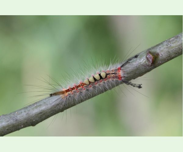 Štetinavec trnkový