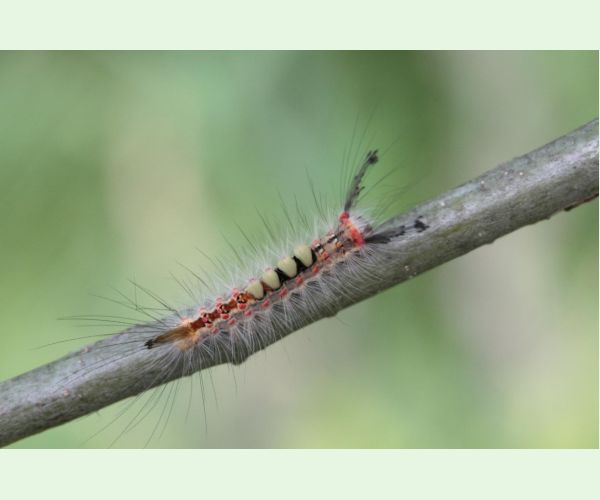 Štetinavec trnkový