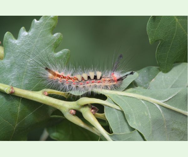 Štetinavec trnkový