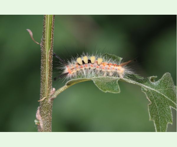 Štetinavec trnkový