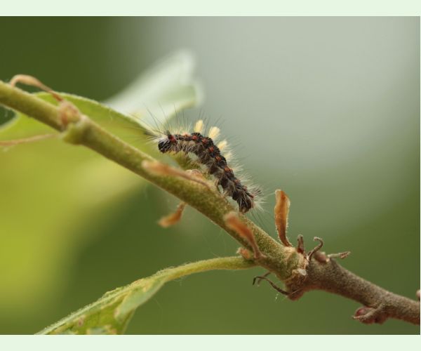 Štetinavec trnkový