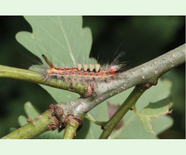 Štetinavec trnkový