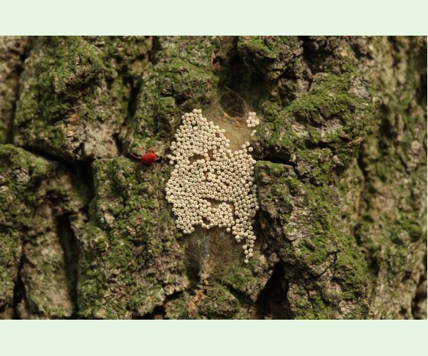 Štetinavec trnkový