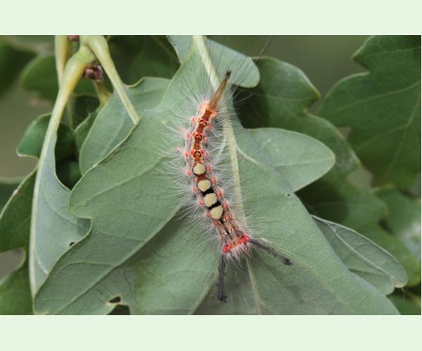 Štetinavec trnkový