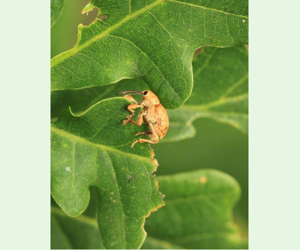 Nosánik žaľuďový