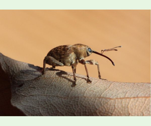 Nosánik žaľuďový