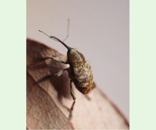 Nosánik žaľuďový