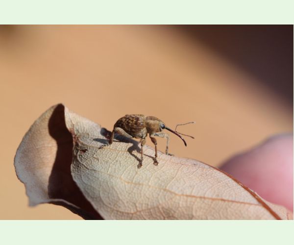 Nosánik žaľuďový