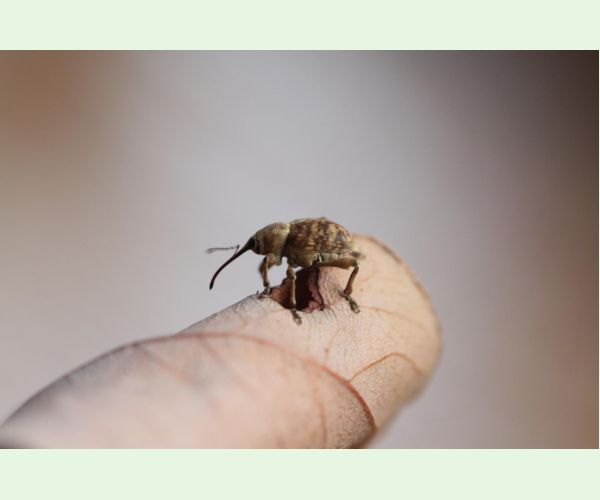 Nosánik žaľuďový