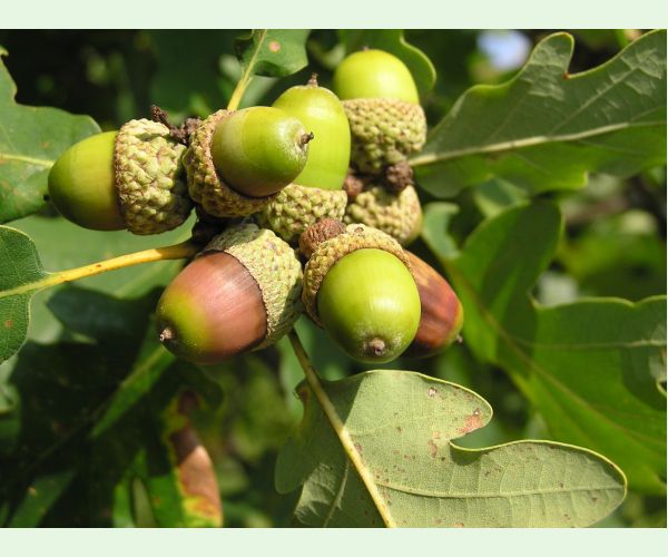 Nosánik žaľuďový