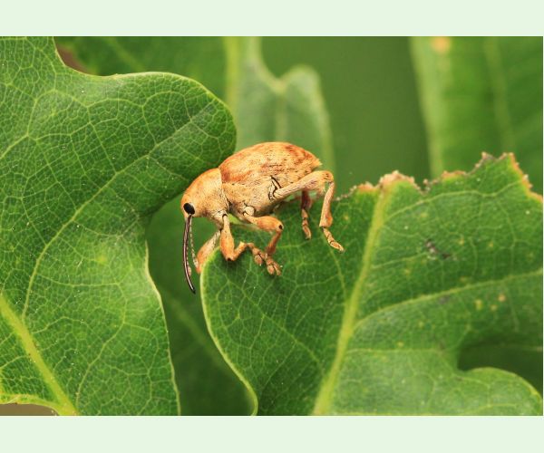 Nosánik žaľuďový