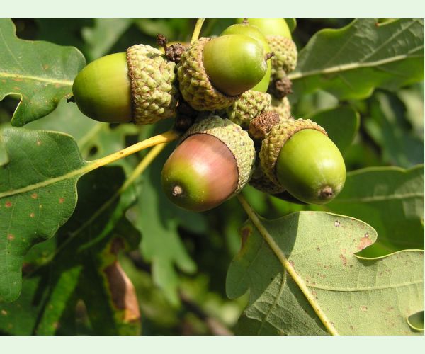 Nosánik žaľuďový