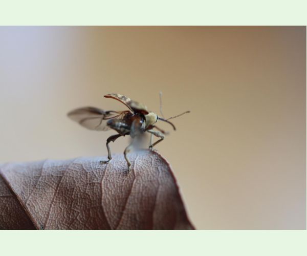 Nosánik žaľuďový