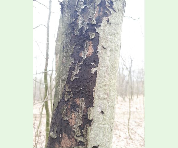 Rakovina kôry javora