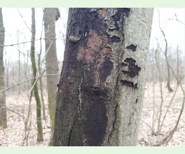 Rakovina kôry javora