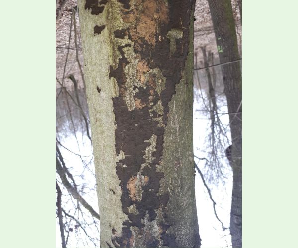 Rakovina kôry javora