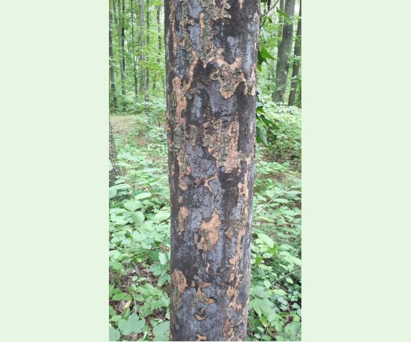 Rakovina kôry javora