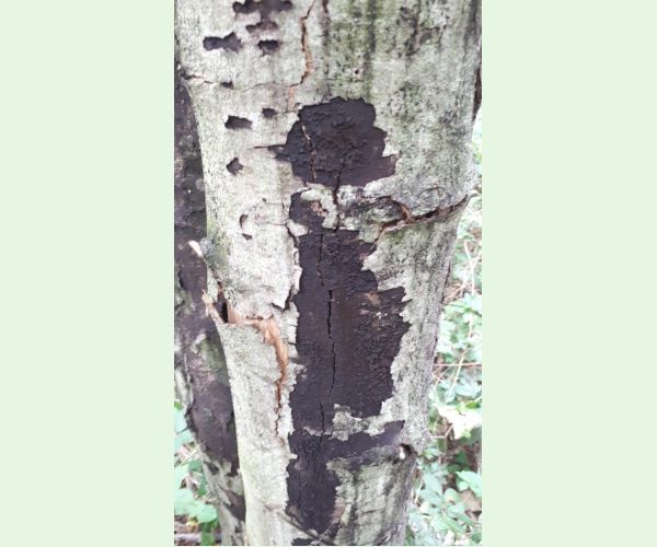 Rakovina kôry javora