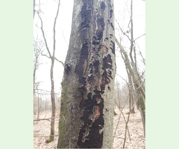 Rakovina kôry javora