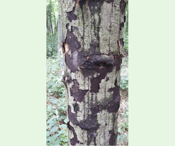 Rakovina kôry javora