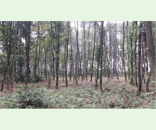 Rakovina kôry javora