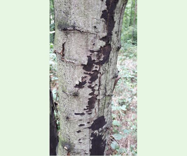 Rakovina kôry javora