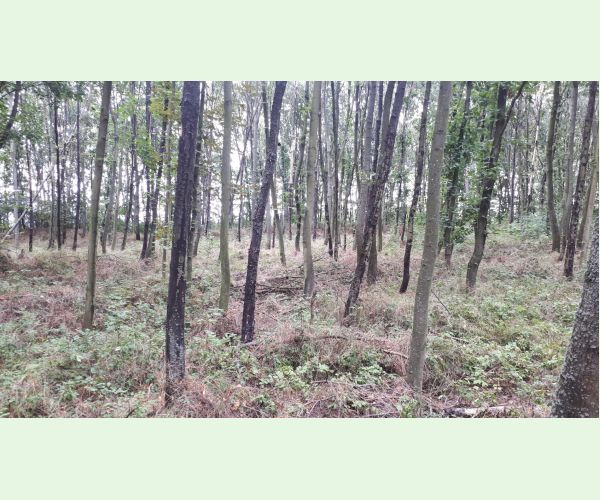 Rakovina kôry javora