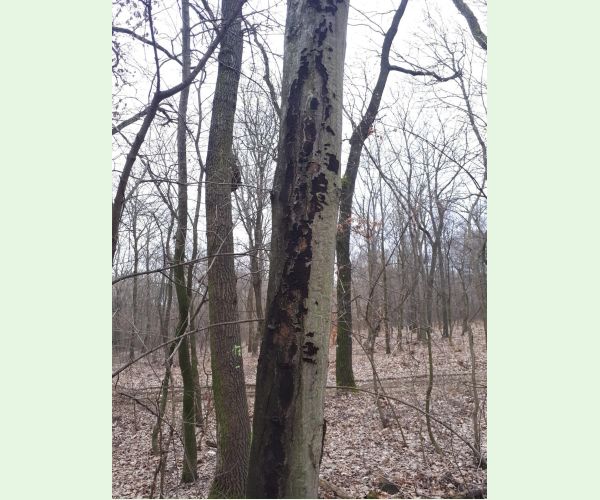 Rakovina kôry javora