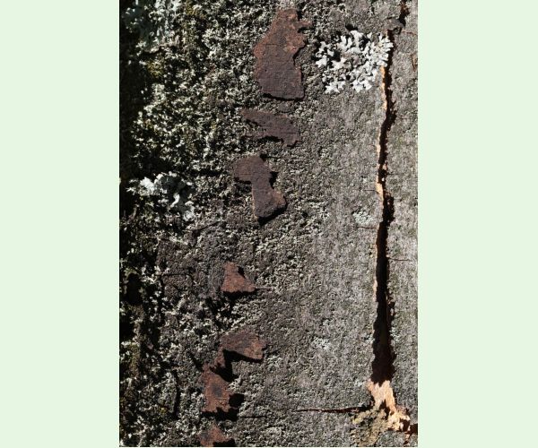 Rakovina kôry javora