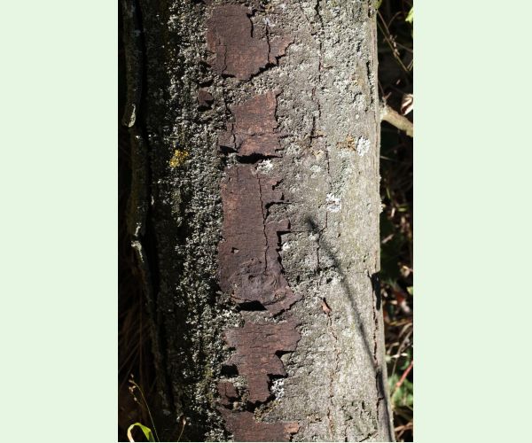 Rakovina kôry javora