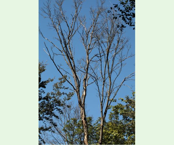 Rakovina kôry javora