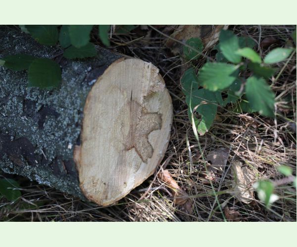 Rakovina kôry javora