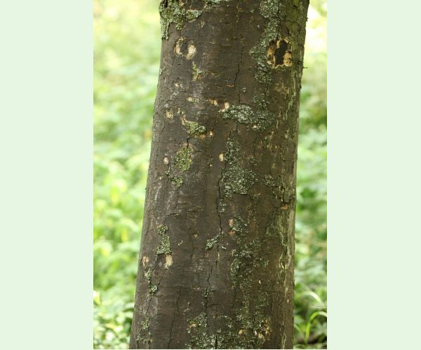 Rakovina kôry javora