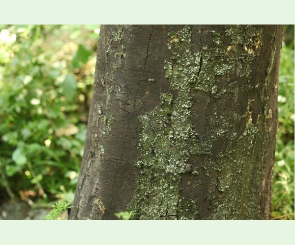 Rakovina kôry javora