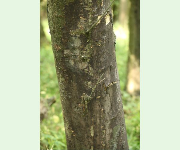 Rakovina kôry javora