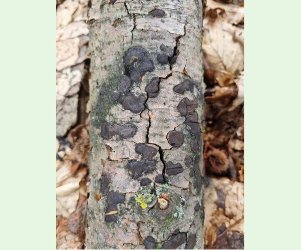 Peniazovček početný