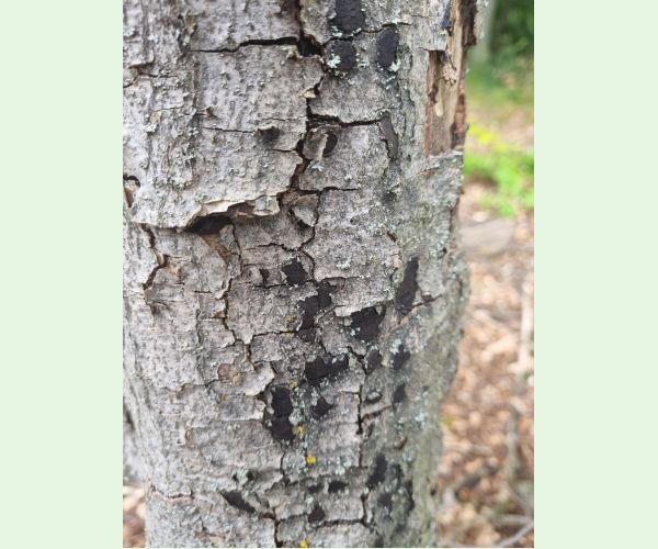 Peniazovček početný