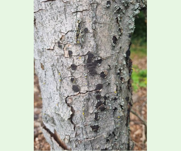 Peniazovček početný