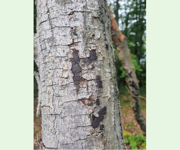 Peniazovček početný